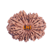 13 Mukhi Rudraksha Size: 28.91 mm (Certified)