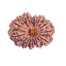 13 Mukhi Rudraksha Size: 28.91 mm (Certified)