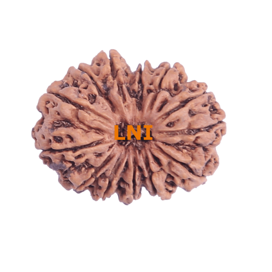13 Mukhi Rudraksha Size: 28.91 mm (With Lab Certificate) 13 Mukhi Rudraksha, Higher Rudraksha, 13 Mukhi Rudraksha from Nepal image