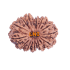 13 Mukhi Rudraksha Size: 28.91 mm (Certified)