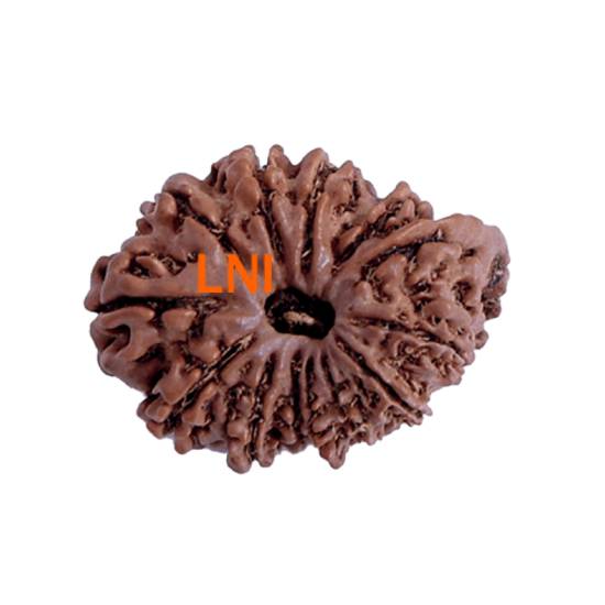 13 Mukhi Ganesha Rudraksha Size 28.86 mm (With Lab Certificate) Higher Rudraksha, Ganesha Rudraksha image