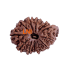 13 Mukhi Ganesha Rudraksha Size 26.01 mm (With Lab Certificate) 