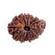 13 Mukhi Ganesha Rudraksha Size 28.86 mm (With Lab Certificate) Higher Rudraksha, Ganesha Rudraksha image