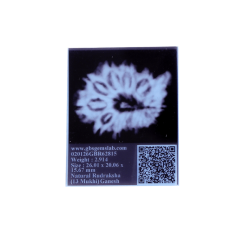 13 Mukhi Ganesha Rudraksha Size 26.01 mm (With Lab Certificate) 