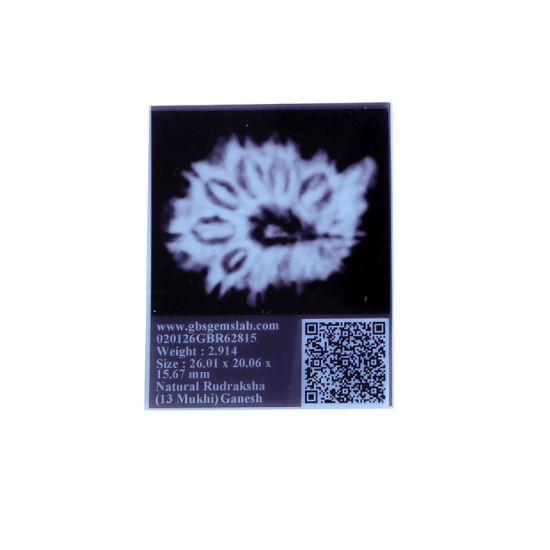 13 Mukhi Ganesha Rudraksha Size 28.86 mm (With Lab Certificate) Higher Rudraksha, Ganesha Rudraksha image