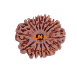 13 Mukhi Rudraksha Size: 27.02 mm (With Lab Certificate)