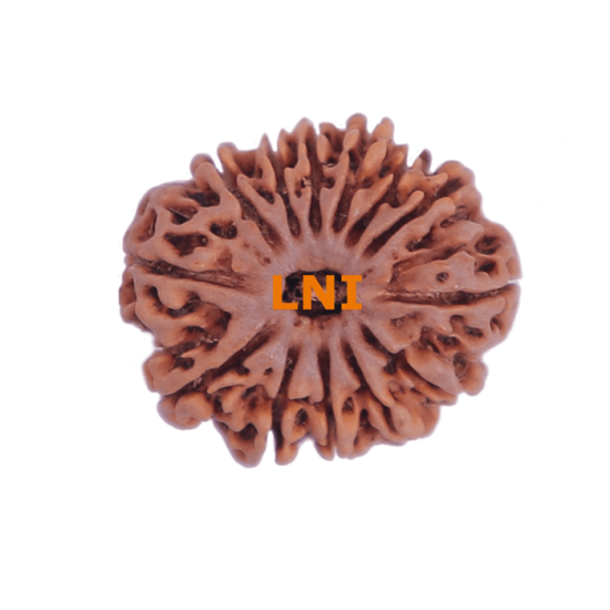 13 Mukhi Rudraksha Size: 26.47 mm (With Lab Certificate) image