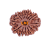 13 Mukhi Rudraksha Size: 27.02 mm (With Lab Certificate)