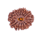 13 Mukhi Rudraksha Size: 26.47 mm (With Lab Certificate) image
