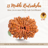 13 Mukhi Rudraksha Size: 24.02 mm (With Lab Certificate)