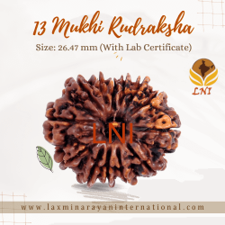 13 Mukhi Rudraksha Size: 26.47 mm (With Lab Certificate)