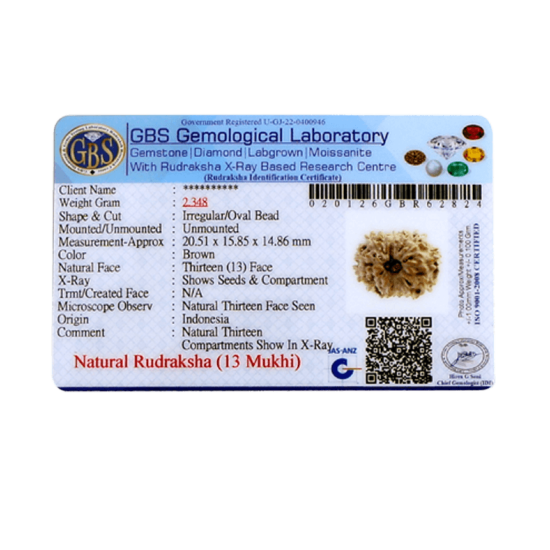 13 mukhi rudraksha 20.51mm original certified