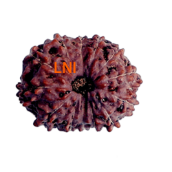 13 Mukhi Rudraksha 20.51mm (Certified)