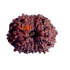 13 Mukhi Rudraksha 20.51mm (Certified)