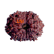 13 mukhi rudraksha 20.51mm original certified
