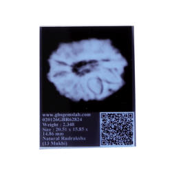 13 Mukhi Rudraksha 20.51mm (Certified)