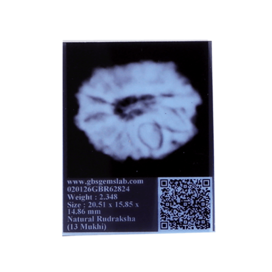 13 mukhi rudraksha 20.51mm original certified