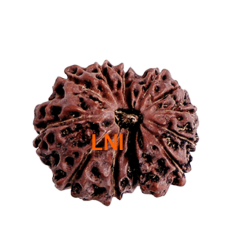 13 Mukhi Rudraksha 20.70mm (Certified)