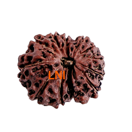 13 mukhi rudraksha 20.70mm indonesian original certified bead close up