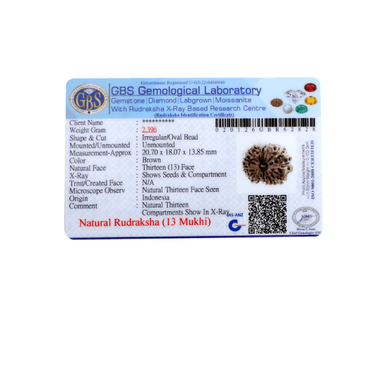 13 mukhi rudraksha 20.70mm indonesian original certified bead close up