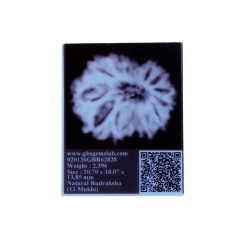 13 Mukhi Rudraksha 20.70mm (Certified)