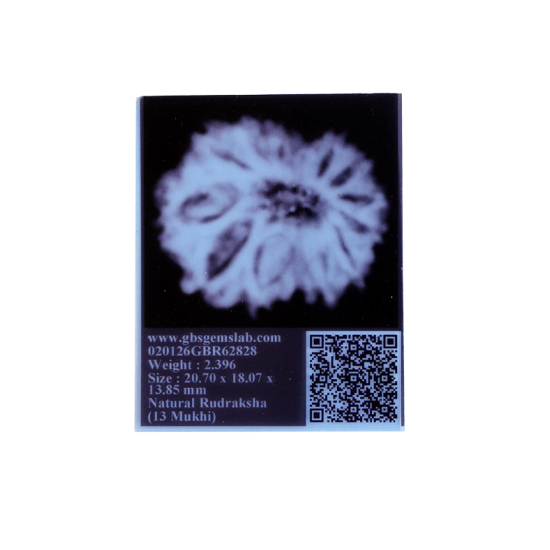 13 mukhi rudraksha 20.70mm indonesian original certified bead close up