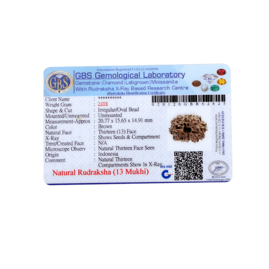 13 mukhi rudraksha 20.77mm indonesian certified original bead close view