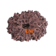 13 Mukhi Rudraksha 20.77mm (Certified)