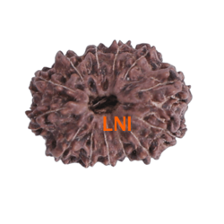 13 Mukhi Rudraksha 20.77mm (Certified)