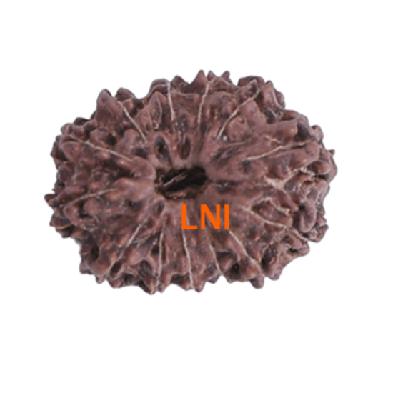 13 mukhi rudraksha 20.77mm indonesian certified original bead close view