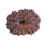 13 Mukhi Rudraksha 20.77mm (Certified)