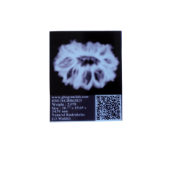 13 Mukhi Rudraksha 20.77mm (Certified)