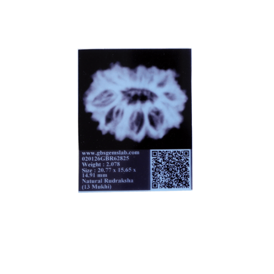 13 mukhi rudraksha 20.77mm indonesian certified original bead close view