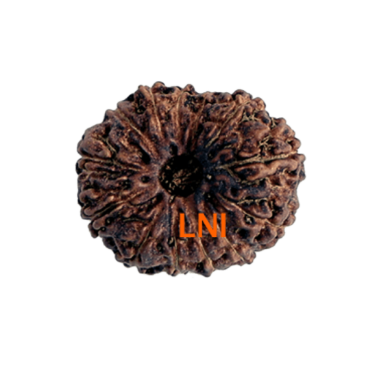 13 mukhi rudraksha 21.60mm indonesian certified original bead close view