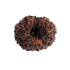 13 Mukhi Rudraksha 21.60mm (Certified)
