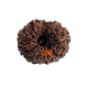 13 mukhi rudraksha 21.60mm indonesian certified original bead close view