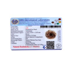13 Mukhi Rudraksha 21.60mm (Certified)