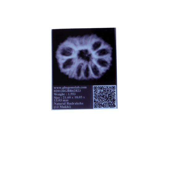 13 mukhi rudraksha 21.60mm indonesian certified original bead close view