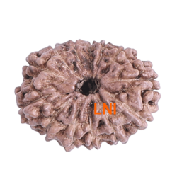 13 Mukhi Rudraksha 21.70mm (Certified)