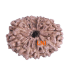13 Mukhi Rudraksha 21.70mm (Certified)