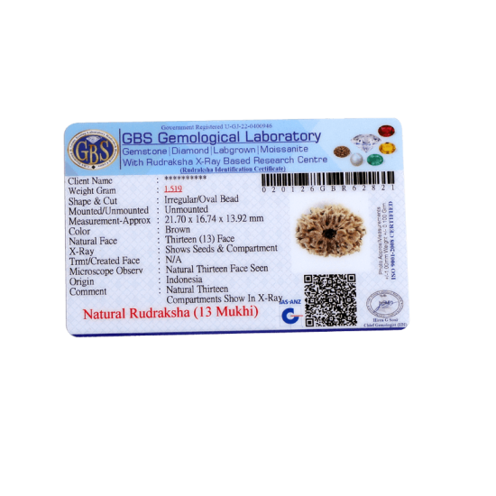 13 mukhi rudraksha 21.70mm indonesian certified original bead close view