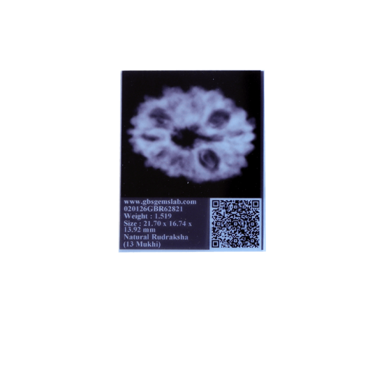 13 mukhi rudraksha 21.70mm indonesian certified original bead close view