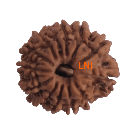 13 Mukhi Rudraksha Size: 20.27mm (With Lab Certificate) 13 Mukhi Rudraksha, Higher Rudraksha, 13 Mukhi Rudraksha from Nepal image