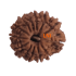 13 Mukhi Rudraksha Size: 20.27mm (With Lab Certificate)