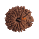 13 Mukhi Rudraksha Size: 20.27mm (With Lab Certificate) 13 Mukhi Rudraksha, Higher Rudraksha, 13 Mukhi Rudraksha from Nepal image
