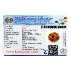13 Mukhi Rudraksha Size: 20.27mm (With Lab Certificate)
