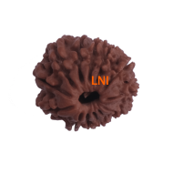 13 Mukhi Rudraksha Size: 21.52mm (With Lab Certificate)