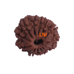 13 Mukhi Rudraksha Size: 21.52mm (With Lab Certificate)