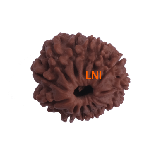 13 Mukhi Rudraksha Size: 21.52mm (With Lab Certificate) image