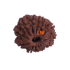 13 Mukhi Rudraksha Size: 21.52mm (With Lab Certificate)